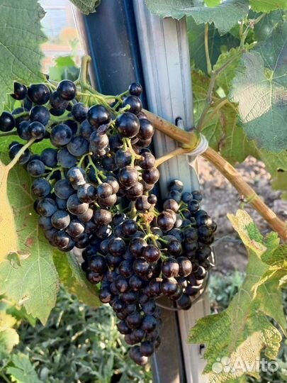 Винный виноград
