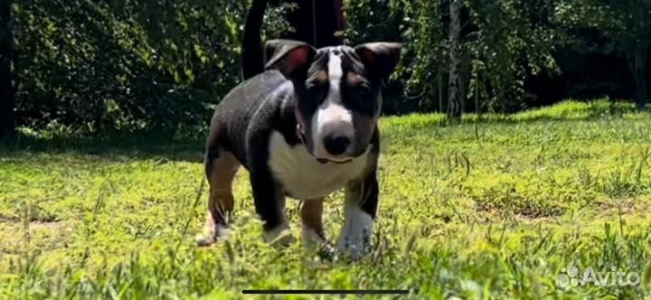 Миниатюрный бультерьер