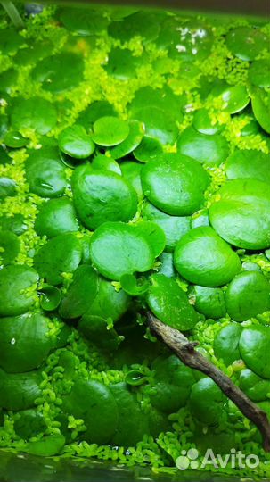 Водоросли для аквариума