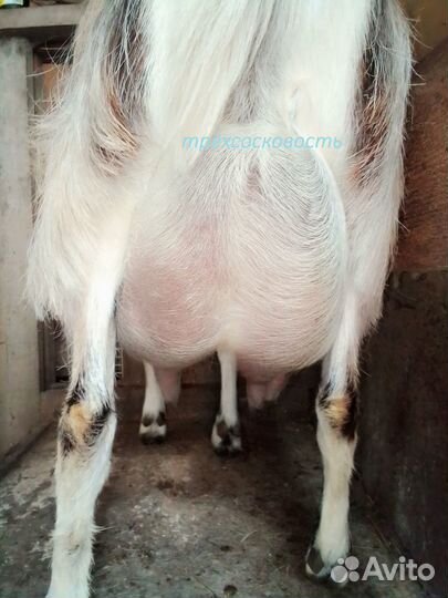 Коза второкотка. Ламанча