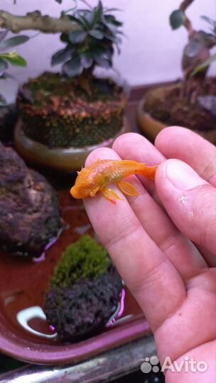 Сомики анцитрусы альбинос
