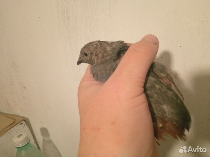 Китайский расписной перепел