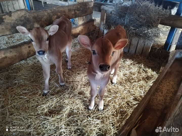 Джерсийская и Швицкая телочка