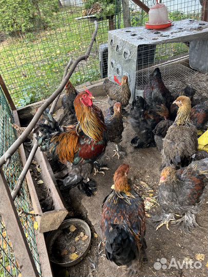 Куры породы Брама