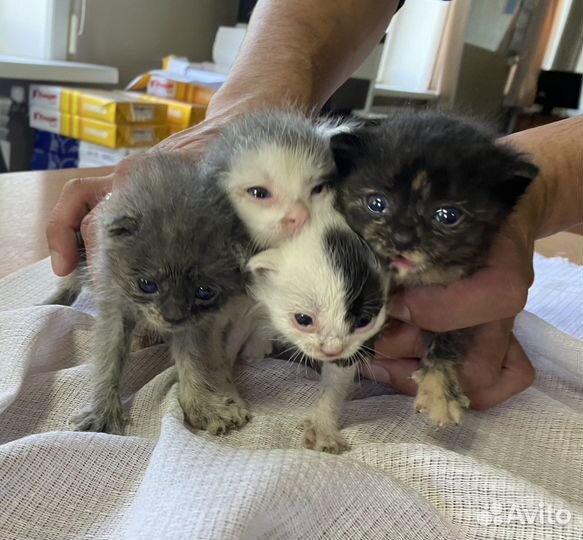 Отдадим котят