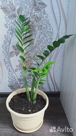 Замиокулькас