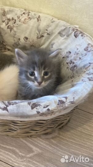 Котенок