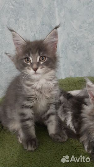 Котята мейн-кун