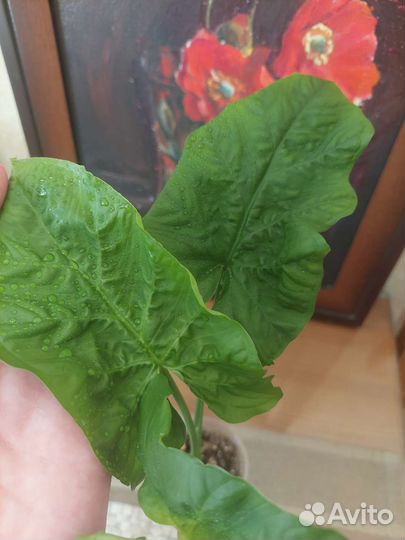 Сингониум Австралия