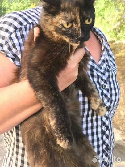 В добрые руки