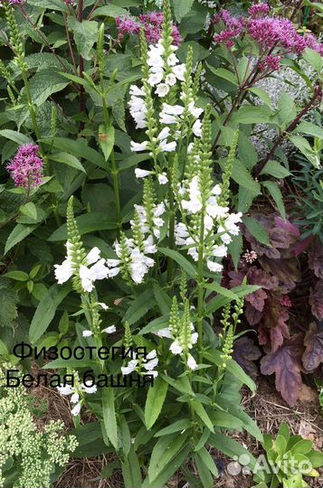 Многолетние растения для сада