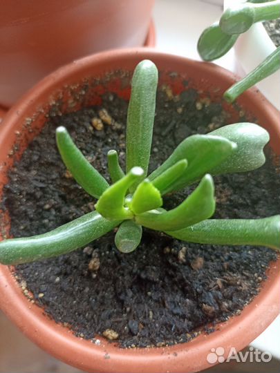 Крассула хоббит