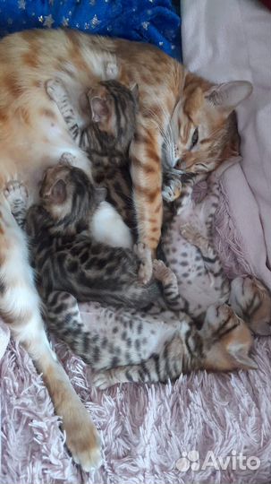 Бенгальские котята