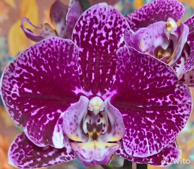 Орхидея фаленопсис сортовые