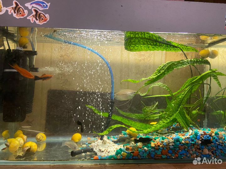 Аквариум