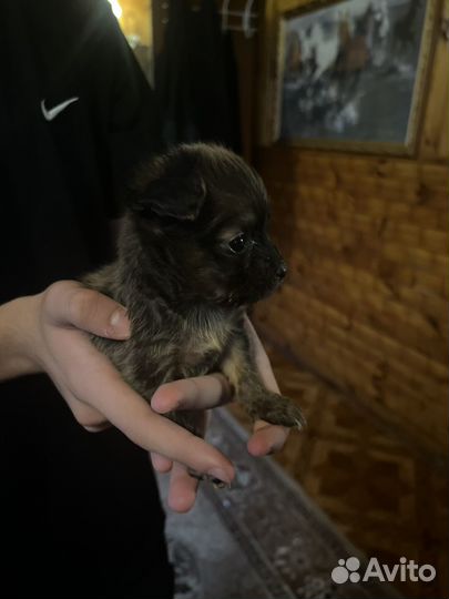 Собака в добрые руки девочка