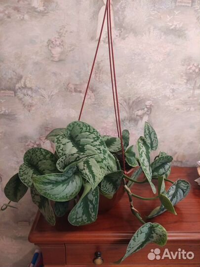 Сциндапсусы Неон, Н-джой, Пиктус Т, Спатифиллум