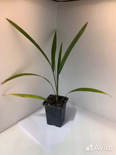 Пальма вашингтония