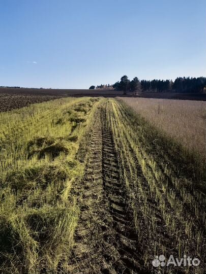 Органический золотистый (белый) лен