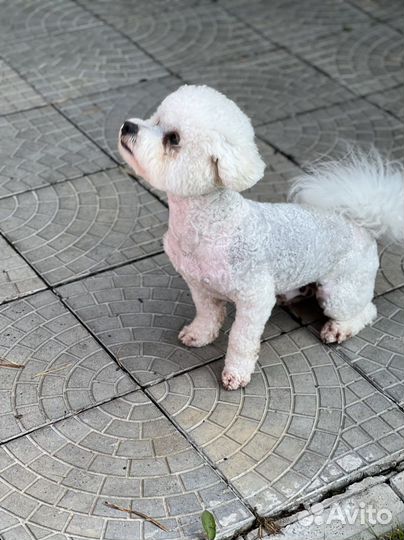 Вязка Бишон фризе