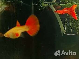 Гуппи Фулл Ред Альбино