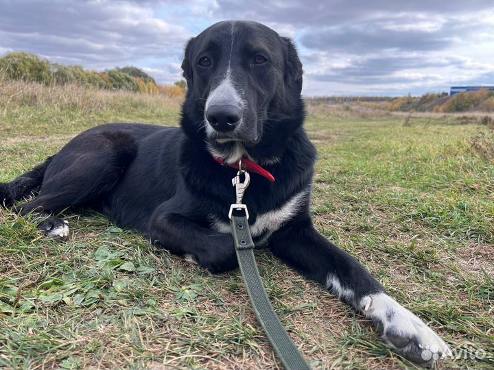 Собака в добрые руки отдам бесплатно