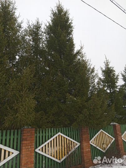 Ель живая 8-9 метров