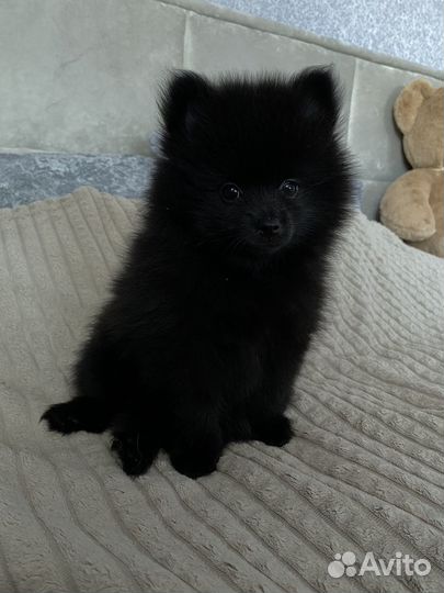 Щенки померанского шпица