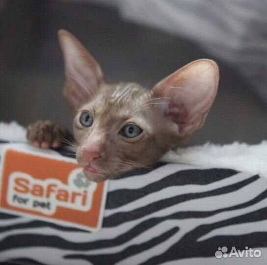 Ориентальный малыш