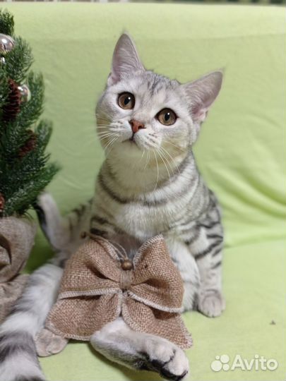 Новогодний эко decor