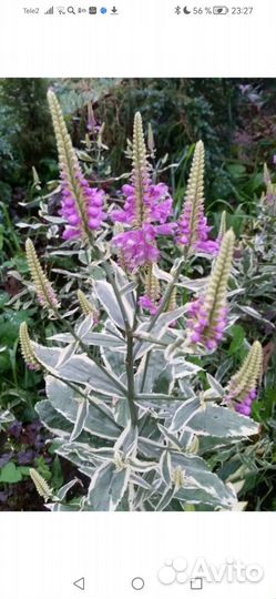 Физостегия вариегатная