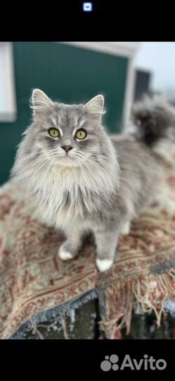 Сибирский кот