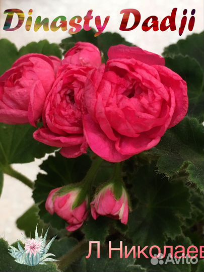 Черенки И кустики сортовых пеларгоний