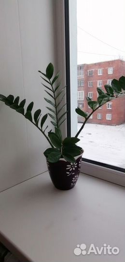 Замиокулькас