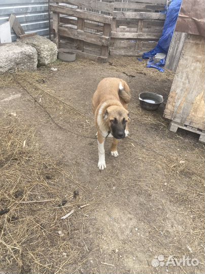 Щенки турецкого кангала