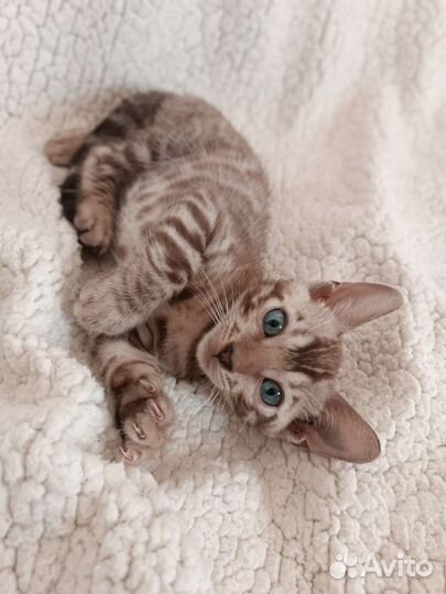 Бенгальский котенок