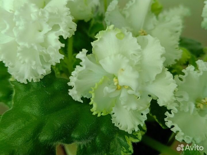 Сортовые фиалки цветущие