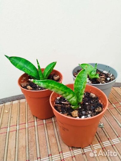 Сансевиерия цилиндрическая