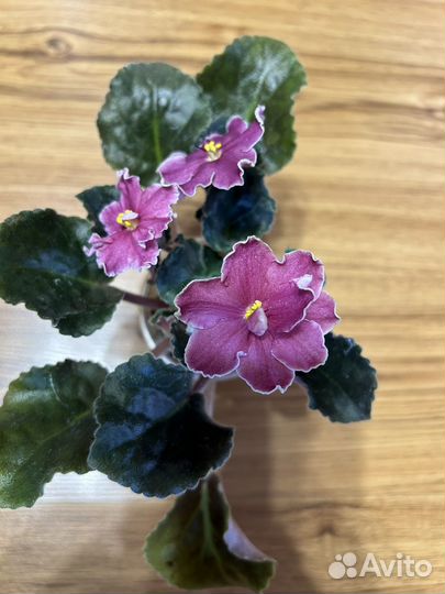 Фиалки сенполии сортовые