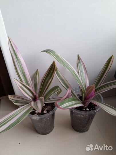 Традесканции сортовые