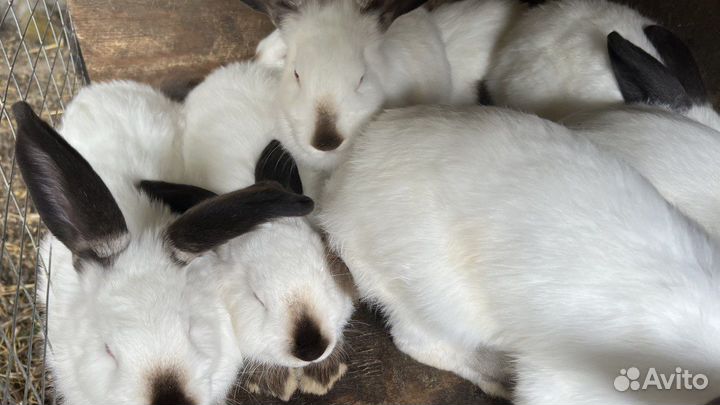 Калифорнийские кролики