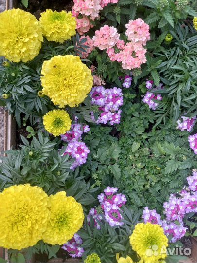 Природное удобрение навоз для вашего сада огорода