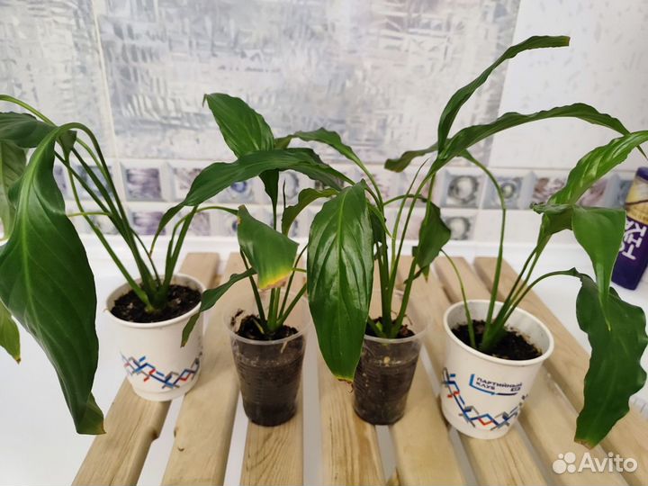 Спатифиллум