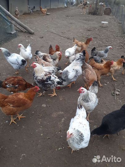 Курочки молодки