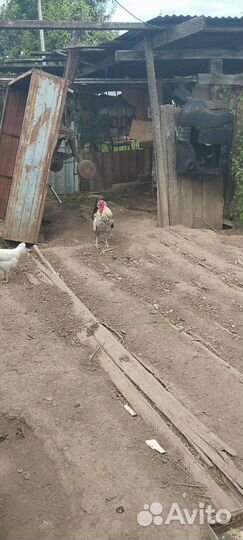 Молодой петух