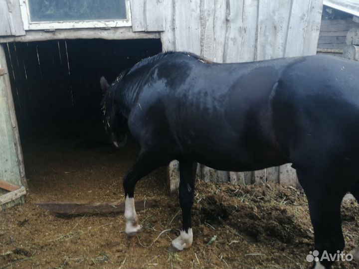 Лошадь трех годовалый