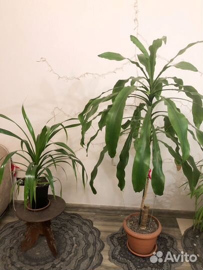 Драцена ширмоносная 1,5 м