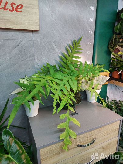 Папоротник флебодиум