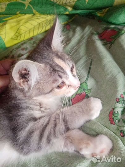 Кошка в дар бесплатно