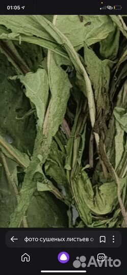 Лист одуванчика